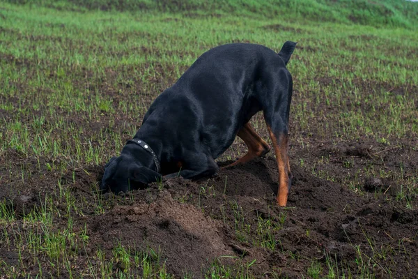 Perro Doberman Cava Sus Patas Dientes Con Trozos Tierra Busca —  Fotos de Stock