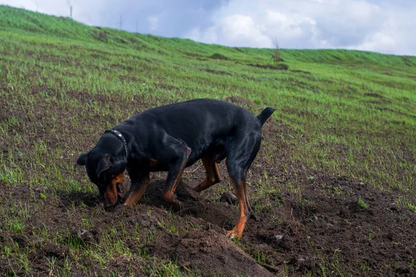 Cão Doberman Cava Suas Patas Dentes Com Pedaços Solo Busca — Fotografia de Stock