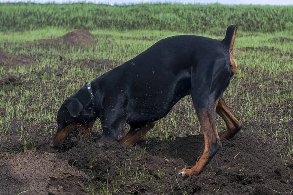 Bir Doberman köpeği sonbaharın başlarında tarlada kemirgen ya da yer sincabı aramak için patilerini ve dişlerini toprak parçalarıyla kazar. Dişler topak topak olmuş..