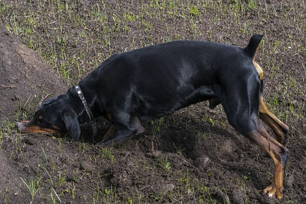 Cão Doberman Cava Suas Patas Dentes Com Pedaços Solo Busca — Fotografia de Stock