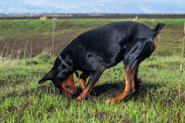 Bir Doberman köpeği sonbaharın başlarında tarlada kemirgen ya da yer sincabı aramak için patilerini ve dişlerini toprak parçalarıyla kazar. Dişler topak topak olmuş..