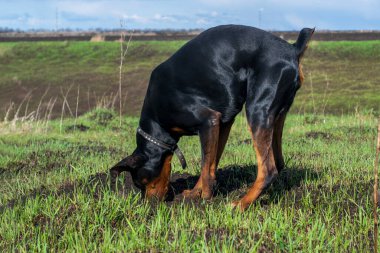 Bir Doberman köpeği sonbaharın başlarında tarlada kemirgen ya da yer sincabı aramak için patilerini ve dişlerini toprak parçalarıyla kazar. Dişler topak topak olmuş..