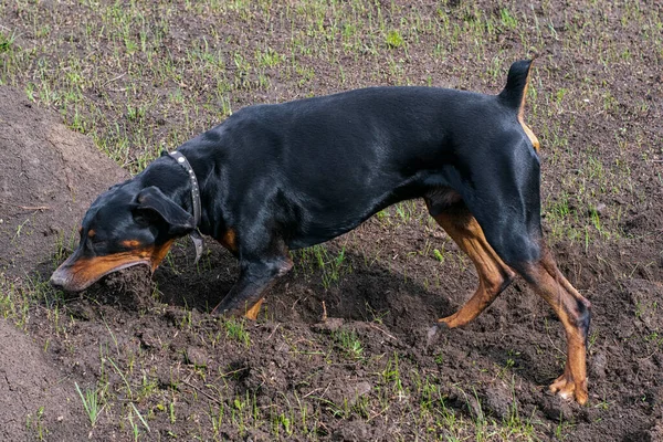Bir Doberman köpeği sonbaharın başlarında tarlada kemirgen ya da yer sincabı aramak için patilerini ve dişlerini toprak parçalarıyla kazar. Dişler topak topak olmuş..
