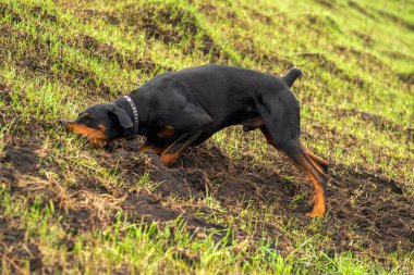 Bir Doberman köpeği sonbaharın başlarında tarlada kemirgen ya da yer sincabı aramak için patilerini ve dişlerini toprak parçalarıyla kazar. Dişler topak topak olmuş..