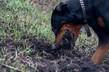 Bir Doberman köpeği sonbaharın başlarında tarlada kemirgen ya da yer sincabı aramak için patilerini ve dişlerini toprak parçalarıyla kazar. Dişler topak topak olmuş..