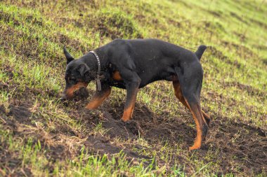 Bir Doberman köpeği sonbaharın başlarında tarlada kemirgen ya da yer sincabı aramak için patilerini ve dişlerini toprak parçalarıyla kazar. Dişler topak topak olmuş..