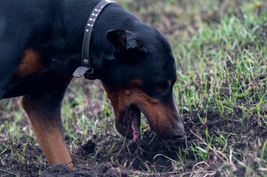 Bir Doberman köpeği sonbaharın başlarında tarlada kemirgen ya da yer sincabı aramak için patilerini ve dişlerini toprak parçalarıyla kazar. Dişler topak topak olmuş..