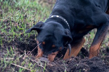 Bir Doberman köpeği sonbaharın başlarında tarlada kemirgen ya da yer sincabı aramak için patilerini ve dişlerini toprak parçalarıyla kazar. Dişler topak topak olmuş..