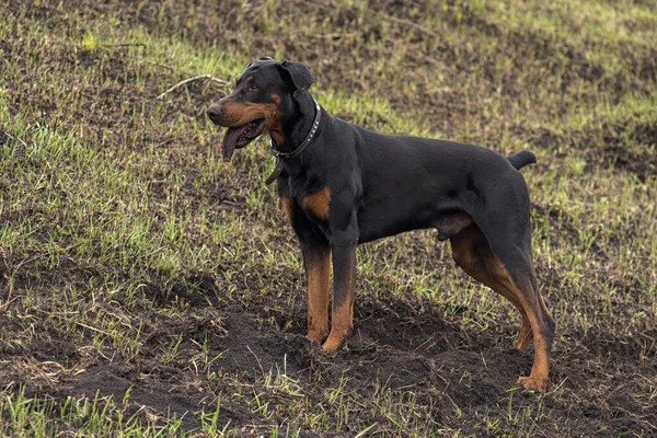 Dobermanský Pes Vykopává Tlapy Zuby Kouskem Půdy Aby Našel Hlodavce — Stock fotografie
