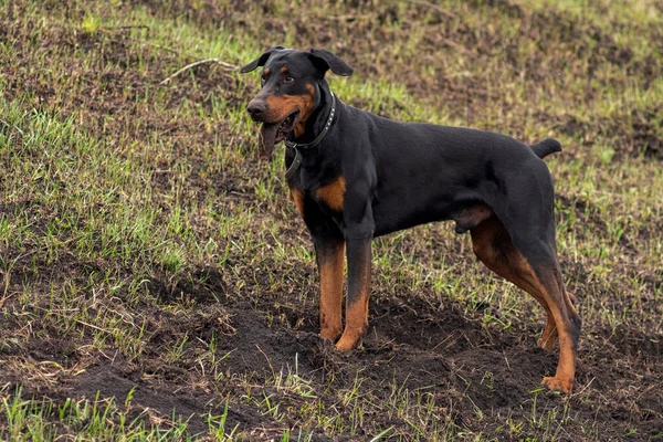 Cão Doberman Cava Suas Patas Dentes Com Pedaços Solo Busca — Fotografia de Stock