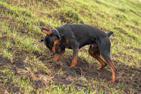 Доберманський Собака Копає Свої Лапи Зуби Шматочками Ґрунту Пошуках Гризуна — стокове фото
