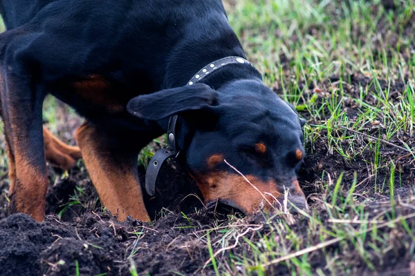 Bir Doberman köpeği sonbaharın başlarında tarlada kemirgen ya da yer sincabı aramak için patilerini ve dişlerini toprak parçalarıyla kazar. Dişler topak topak olmuş..