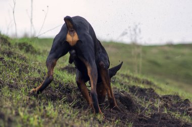 Bir Doberman köpeği sonbaharın başlarında tarlada kemirgen ya da yer sincabı aramak için patilerini ve dişlerini toprak parçalarıyla kazar. Dişler topak topak olmuş..