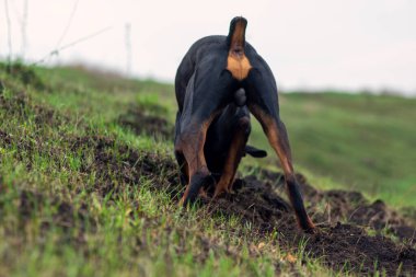 Bir Doberman köpeği sonbaharın başlarında tarlada kemirgen ya da yer sincabı aramak için patilerini ve dişlerini toprak parçalarıyla kazar. Dişler topak topak olmuş..