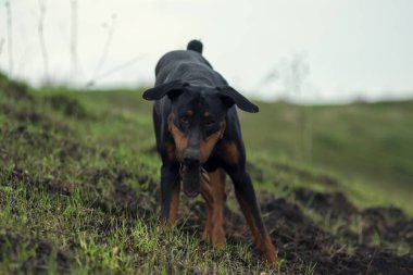 Bir Doberman köpeği sonbaharın başlarında tarlada kemirgen ya da yer sincabı aramak için patilerini ve dişlerini toprak parçalarıyla kazar. Dişler topak topak olmuş..