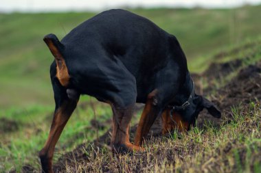 Bir Doberman köpeği sonbaharın başlarında tarlada kemirgen ya da yer sincabı aramak için patilerini ve dişlerini toprak parçalarıyla kazar. Dişler topak topak olmuş..