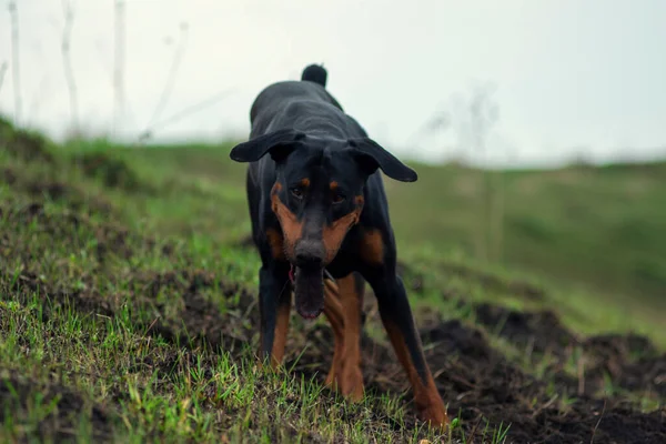 Doberman Kutya Ássa Mancsait Fogait Egy Darab Talaj Keresve Egy — Stock Fotó