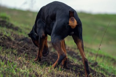 Bir Doberman köpeği sonbaharın başlarında tarlada kemirgen ya da yer sincabı aramak için patilerini ve dişlerini toprak parçalarıyla kazar. Dişler topak topak olmuş..