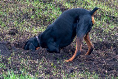 Bir Doberman köpeği sonbaharın başlarında tarlada kemirgen ya da yer sincabı aramak için patilerini ve dişlerini toprak parçalarıyla kazar. Dişler topak topak olmuş..