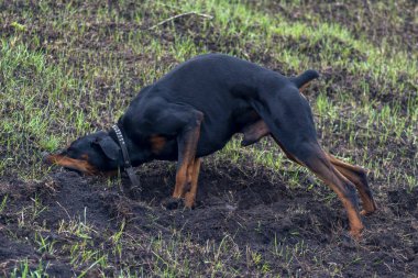 Bir Doberman köpeği sonbaharın başlarında tarlada kemirgen ya da yer sincabı aramak için patilerini ve dişlerini toprak parçalarıyla kazar. Dişler topak topak olmuş..