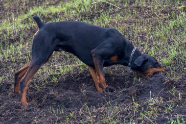 Bir Doberman köpeği sonbaharın başlarında tarlada kemirgen ya da yer sincabı aramak için patilerini ve dişlerini toprak parçalarıyla kazar. Dişler topak topak olmuş..