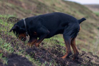 Bir Doberman köpeği sonbaharın başlarında tarlada kemirgen ya da yer sincabı aramak için patilerini ve dişlerini toprak parçalarıyla kazar. Dişler topak topak olmuş..