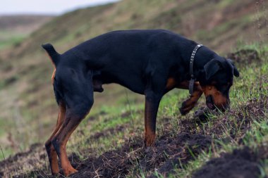 Bir Doberman köpeği sonbaharın başlarında tarlada kemirgen ya da yer sincabı aramak için patilerini ve dişlerini toprak parçalarıyla kazar. Dişler topak topak olmuş..