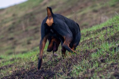 Bir Doberman köpeği sonbaharın başlarında tarlada kemirgen ya da yer sincabı aramak için patilerini ve dişlerini toprak parçalarıyla kazar. Dişler topak topak olmuş..