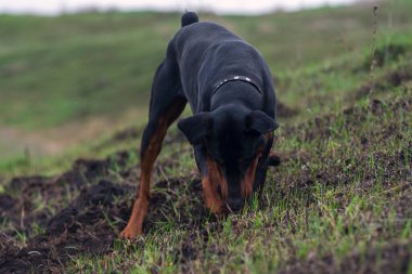 Bir Doberman köpeği sonbaharın başlarında tarlada kemirgen ya da yer sincabı aramak için patilerini ve dişlerini toprak parçalarıyla kazar. Dişler topak topak olmuş..