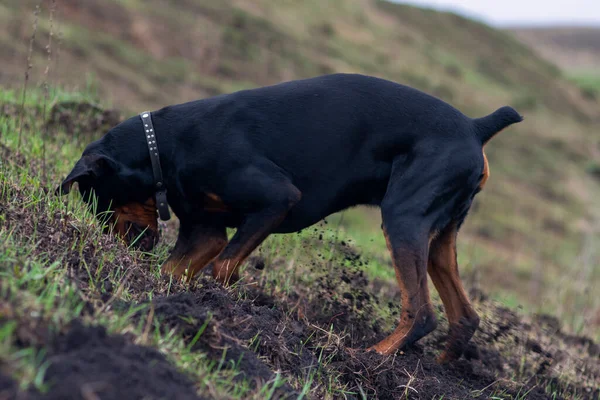 Seekor Anjing Doberman Menggali Kaki Dan Giginya Dengan Potongan Potongan — Stok Foto