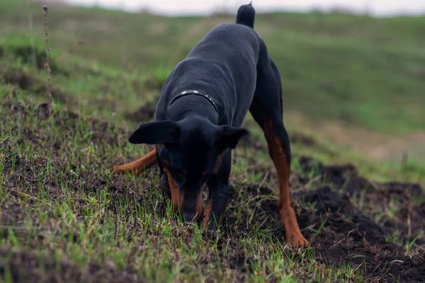 A Doberman dog digs its paws and teeth with pieces of soil in search of a rodent or ground squirrel, in the field in early autumn. The teeth are lumpy of earth.