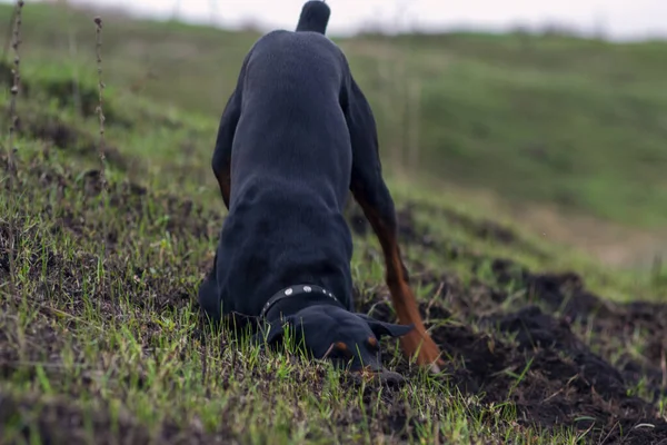 Seekor Anjing Doberman Menggali Kaki Dan Giginya Dengan Potongan Potongan — Stok Foto