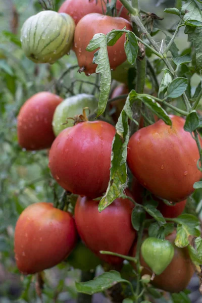 Les Baies Tomates Sont Couvertes Rosée Sur Buisson Plein Champ — Photo