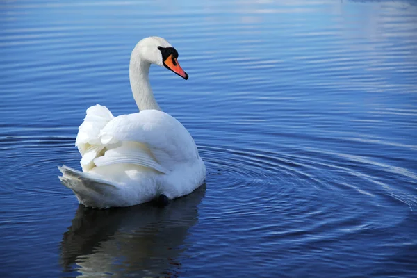 Cigno nuotando — Foto Stock