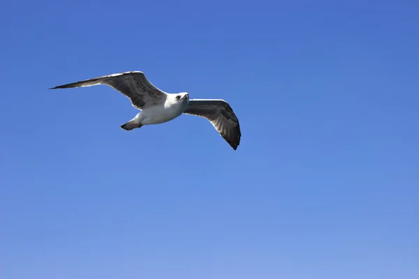 Seagul on the sky — Stock Photo, Image