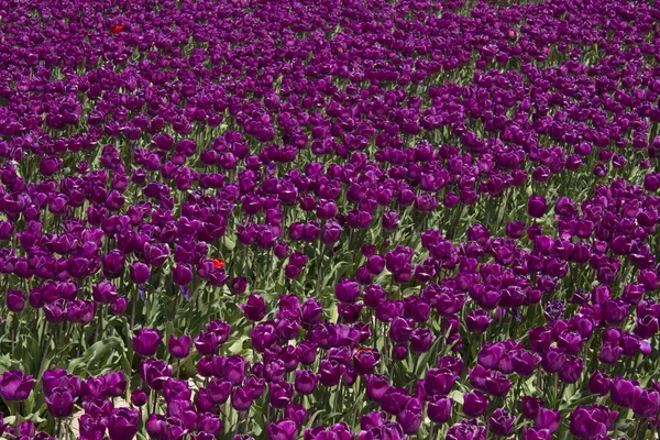 Violette Tulpen — Stockfoto