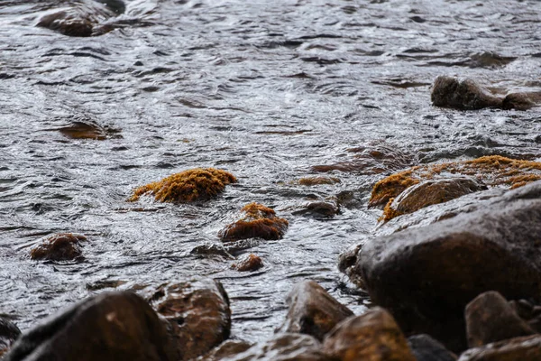 藻や苔で覆われた水の中の石。シースケープ。自然背景 — ストック写真