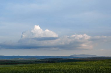Yeşil tarla ve gökyüzü bulutlu, çimenler bahar arka planında, tarım mısır gevreği