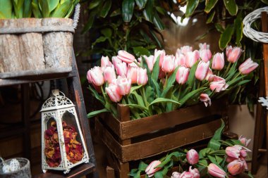 Tahta bir kutuda, yumuşak pembe laleler..