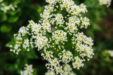 Çok küçük beyaz çiçekler. Beyaz çiçek topları. Güzellik detaylarda gizlidir. Doğa arkaplanı