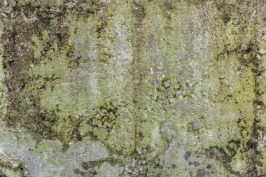 Küflü, eski, kirli beton duvar. Geçmişi. doku