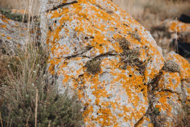 Kahverengi yosunlarla kaplı çatlak bir taş kuru çimenlerin üzerinde yatıyor..