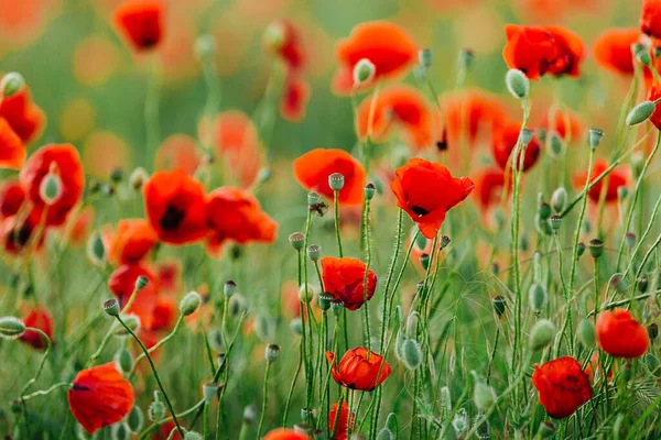 Campo de flores de papoula — Fotografia de Stock