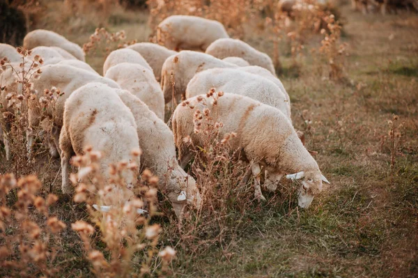 Flock Sheep Grazing Pasture — Stock Photo, Image