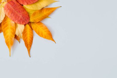 Sonbahar küçük sarı yapraklar solda köşede beyaz bir zemin üzerinde. Uzayı kopyala Düz yatıyordu.