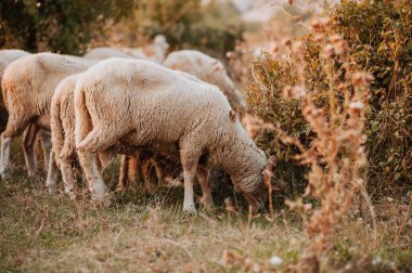 Otlakta otlayan koyun sürüsü