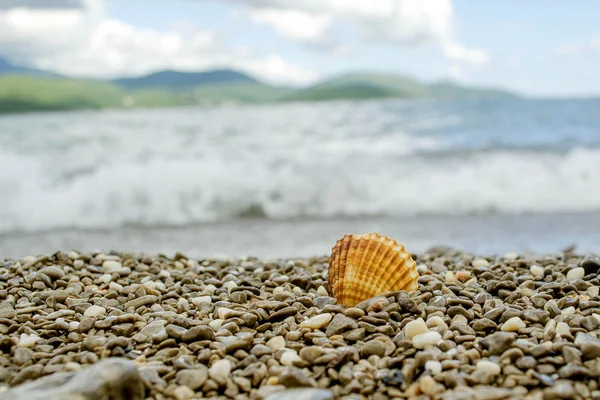 Shell en la playa tropical —  Fotos de Stock