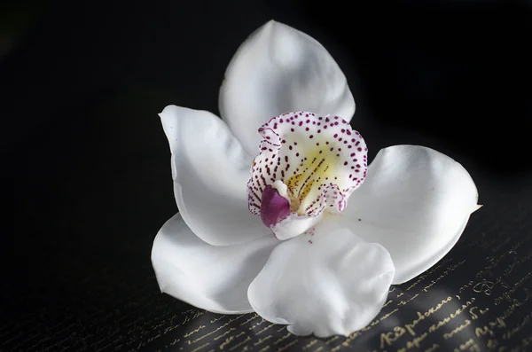 美丽的兰花花 — 图库照片