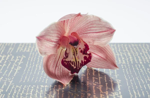 Bellissimo fiore di orchidea — Foto Stock