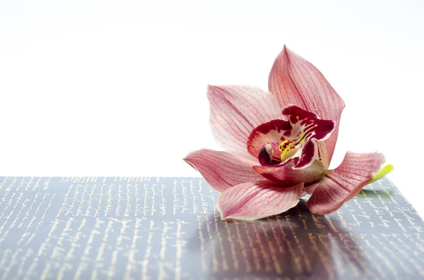 Beautiful orchid flower — Stock Photo, Image